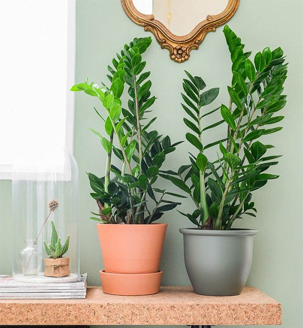 Cactus - Zamioculcas